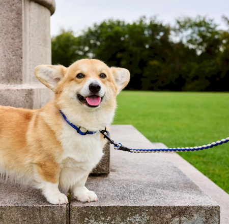 Laisse pour chien - HAY